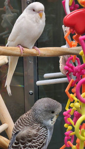 Pet Supply Store «Petco Animal Supplies», reviews and photos, 298 Spring Creek Drive, Franklin, TN 37067, USA