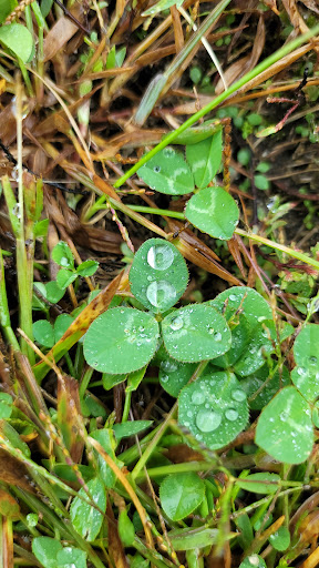 Grocery Store «Super Stop & Shop», reviews and photos, 1391 Main St, Willimantic, CT 06226, USA