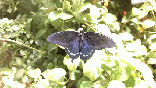 Gift Shop «Smithsonian Museum of Natural History Gift Shops», reviews and photos, 10th St NW & Constitution Avenue Northwest, Washington, DC 20004, USA