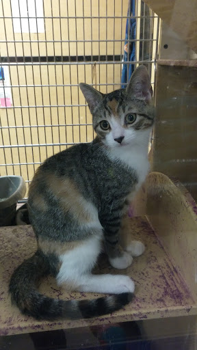 Pet Supply Store «PetSmart», reviews and photos, 2101 Elmwood Ave, Buffalo, NY 14207, USA