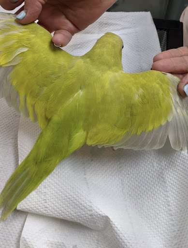 Pet Supply Store «Neighborhood Pet Shop», reviews and photos, 574 Hialeah Dr, Hialeah, FL 33010, USA