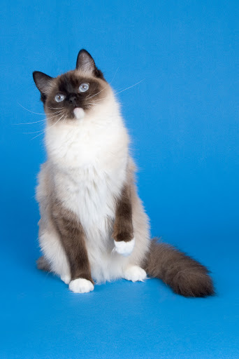 Pet Store «PetSaver Healthy Pet Superstore (Brighton Location)», reviews and photos, 2947 Monroe Ave, Rochester, NY 14618, USA