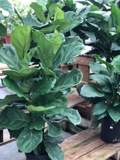 Garden Center «H J Benken Florist & Garden», reviews and photos, 6000 Plainfield Rd, Cincinnati, OH 45213, USA