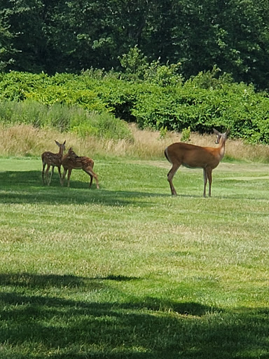 Country Club «Shackamaxon Country Club», reviews and photos, 100 Tillinghast Turn, Scotch Plains, NJ 07076, USA