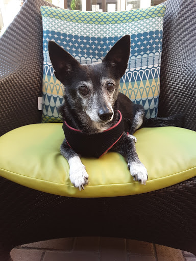 Pet Supply Store «PetSmart», reviews and photos, 26532 Towne Centre Dr, Foothill Ranch, CA 92610, USA