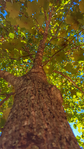 Park «Ocee Park», reviews and photos, 10900 Buice Rd, Johns Creek, GA 30022, USA