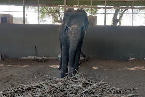 Gajanan Maharaj hattikhana. Elephant Stable image