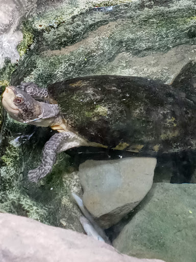 Zoo «Arctic Ring of Life», reviews and photos, 8450 W 10 Mile Rd, Royal Oak, MI 48067, USA