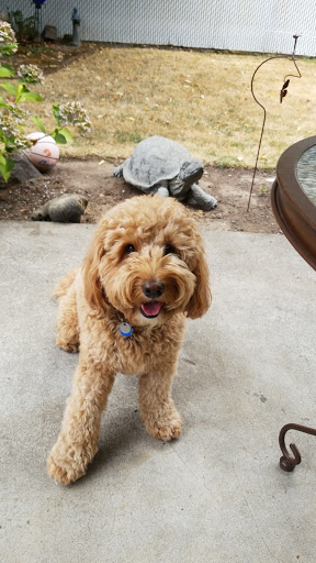 Thrift Store «ReTails Thrift Store», reviews and photos, 5000 NE Fourth Plain Blvd, Vancouver, WA 98661, USA