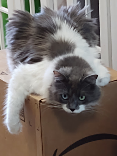 Pet Supply Store «Petco Animal Supplies», reviews and photos, 1670 Airport Blvd #700, Pensacola, FL 32504, USA