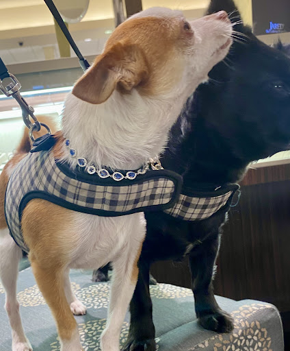 Jewelry Store «Jared The Galleria of Jewelry», reviews and photos, 2705 Gulf to Bay Blvd, Clearwater, FL 33759, USA