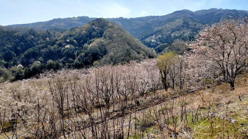 虎山の千本桜 不動の滝