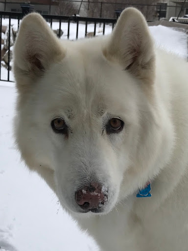 Pet Supply Store «Pet Club Maricopa», reviews and photos, 21145 N John Wayne Pkwy, Maricopa, AZ 85139, USA