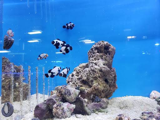 Tropical Fish Store «All About Fish», reviews and photos, 102 2nd Ave, Pleasant Hill, CA 94523, USA