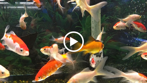 Pet Supply Store «Pet Supplies Plus», reviews and photos, 1150 N Court St #2A, Medina, OH 44256, USA