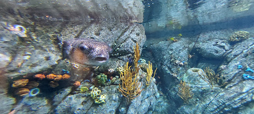 Gift Shop «Pacific Collections Gift Shop», reviews and photos, 100 Aquarium Way, Long Beach, CA 90802, USA