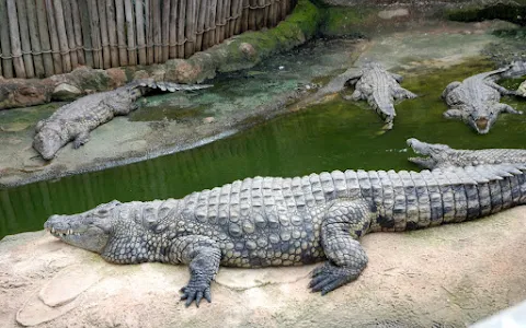 Crocodile Breeding Park image