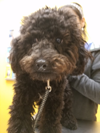 Pet Supply Store «PetSmart», reviews and photos, 620 W 17th St, Costa Mesa, CA 92627, USA