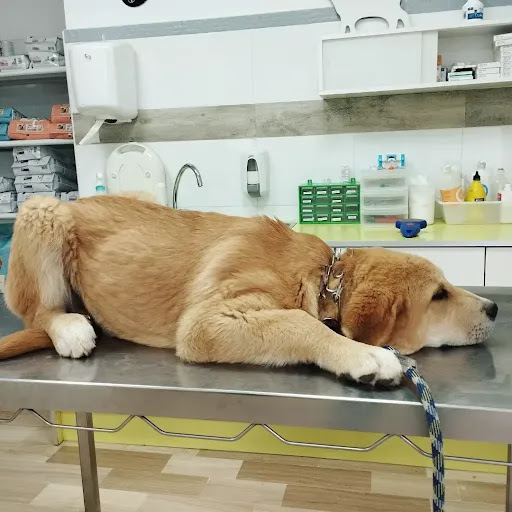 Centro Veterinario Guivet en Utiel