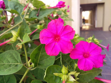 Google Maps image 23