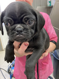 Total Dog & A Little Cat - Photo 9 - Car repair in Reinholds, PA, Reading