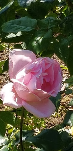 Florist «The Natural Nook Flower Shop», reviews and photos, 738 Pacific Way, Gearhart, OR 97138, USA