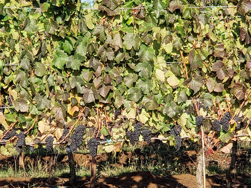Winery «Benton-Lane Winery», reviews and photos, 23924 Territorial Rd, Monroe, OR 97456, USA