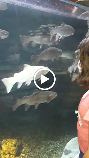 Sporting Goods Store «Bass Pro Shops Base Camp», reviews and photos, 2500 E Kearney St, Springfield, MO 65803, USA