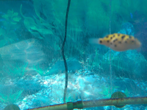 Pet Supply Store «Pet Partners», reviews and photos, 1962 W State St, Bristol, TN 37620, USA