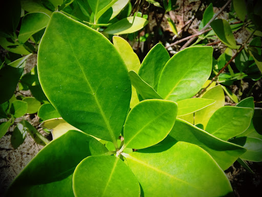 Park «Roswell Area Park», reviews and photos, 10495 Woodstock Rd, Roswell, GA 30075, USA