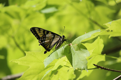 State Park «Goosepond Mountain State Park», reviews and photos, 1198 New York 17M, Chester, NY 10918, USA