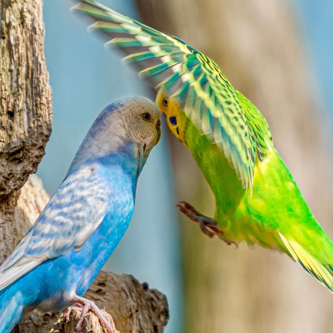 Feathered Fairies