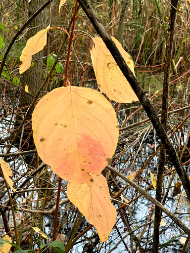 Park «Bass Lake Park», reviews and photos, 3450 Glenhurst Ave, Minneapolis, MN 55416, USA