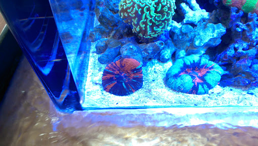 Tropical Fish Store «Beyond the Reef», reviews and photos, 205 W Golf Rd, Schaumburg, IL 60195, USA