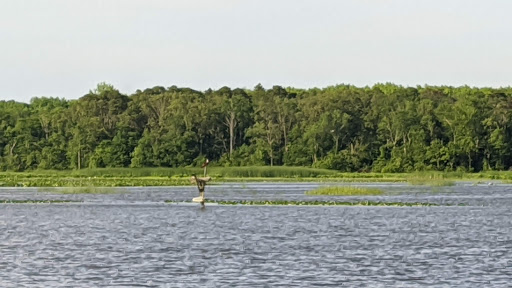 Nature Preserve «Maurice River Bluffs Preserve», reviews and photos, Silver Run Rd, Millville, NJ 08332, USA