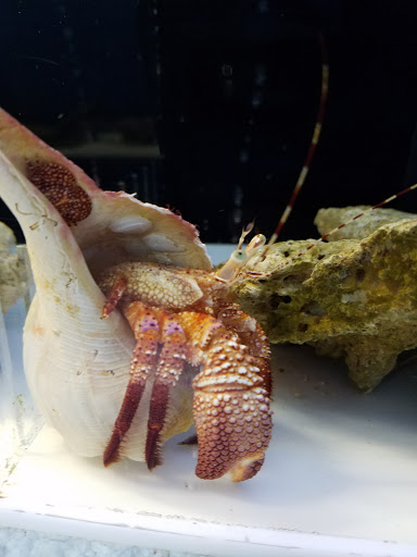 Pet Store «The Aquarium & Fish Store», reviews and photos, 710 W Lumsden Rd, Brandon, FL 33511, USA