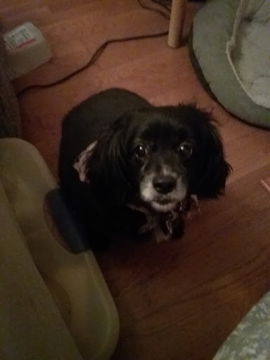 Pet Supply Store «Pet Supermarket», reviews and photos, 2595 SE Federal Hwy, Stuart, FL 34994, USA