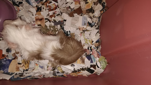 Pet Store «Hillcrest Farms Pet Shop», reviews and photos, 629 S Broadway St, McComb, MS 39648, USA