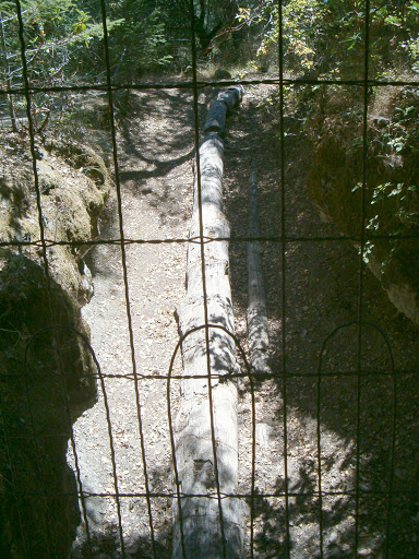 National Forest «Petrified Forest», reviews and photos