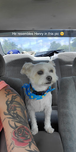 Pet Groomer «Mario`s Pet Grooming & Boutique», reviews and photos, 708 SE 17th St, Fort Lauderdale, FL 33316, USA