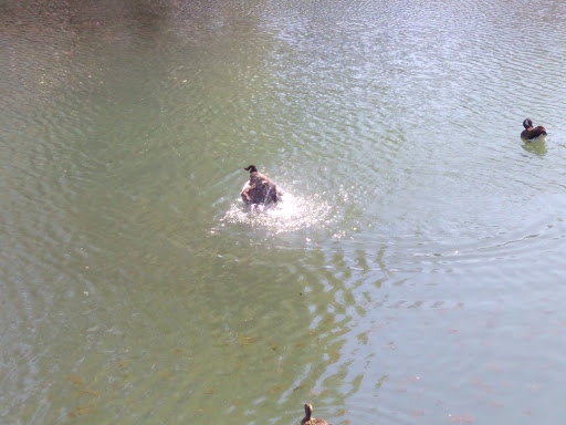 Park «Lake Shore Park», reviews and photos, 9610 E Shore Dr, Oak Lawn, IL 60453, USA