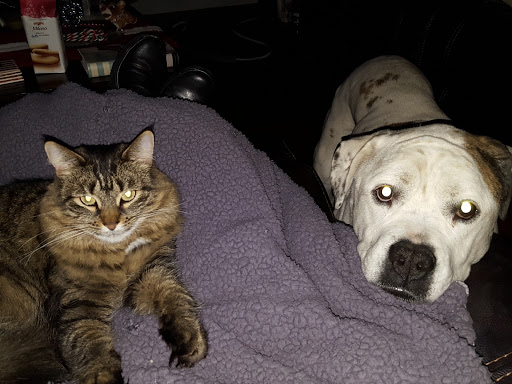 Pet Supply Store «Cheshire Cat & Dog Too», reviews and photos, 1320 Waterbury Rd, Cheshire, CT 06410, USA