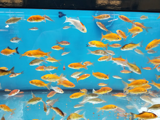 Pet Supply Store «Petco Animal Supplies», reviews and photos, 3454 Palmer Dr #7a, Cameron Park, CA 95682, USA