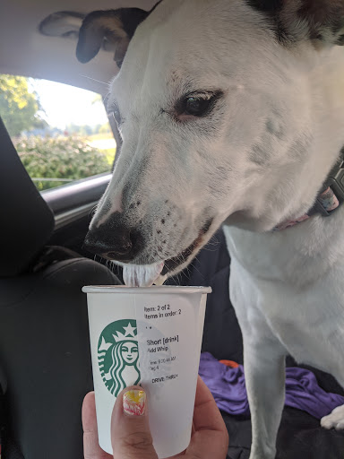 Coffee Shop «Starbucks», reviews and photos, 120 S Zeeb Rd #101, Ann Arbor, MI 48103, USA