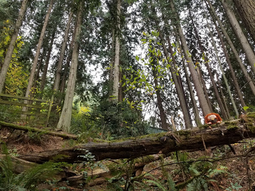 Park «Macleay Park», reviews and photos, NW 29th Ave & Upshur St, Portland, OR 97210, USA