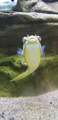 Pet Supply Store «Tropical World Pets», reviews and photos, 8444 Watson Rd, Webster Groves, MO 63119, USA