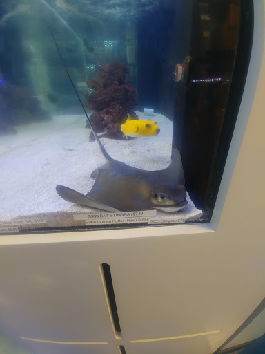 Aquarium «Artistic Aquariums, Inc», reviews and photos, 3400 N Arizona Ave #111, Chandler, AZ 85225, USA