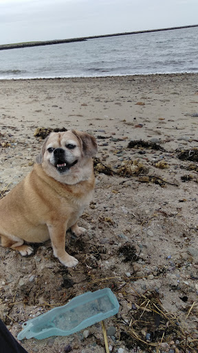 Pet Groomer «Happy Tails Self-Serve Dog Wash», reviews and photos, 267 Cotuit Rd Unit D, Sandwich, MA 02563, USA