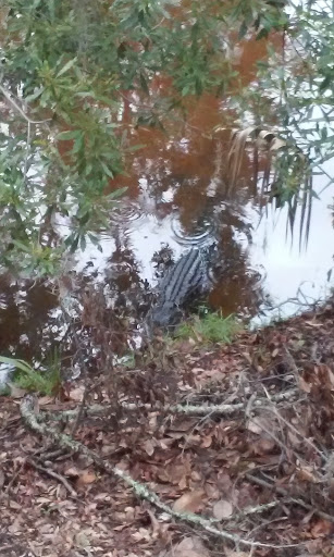 Golf Resort «George Fazio Golf Course», reviews and photos, 2 Carnoustie Rd, Hilton Head Island, SC 29928, USA