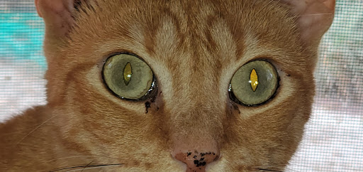 Coffee Shop «Starbucks», reviews and photos, 1600 S Andrews Ave, Fort Lauderdale, FL 33316, USA